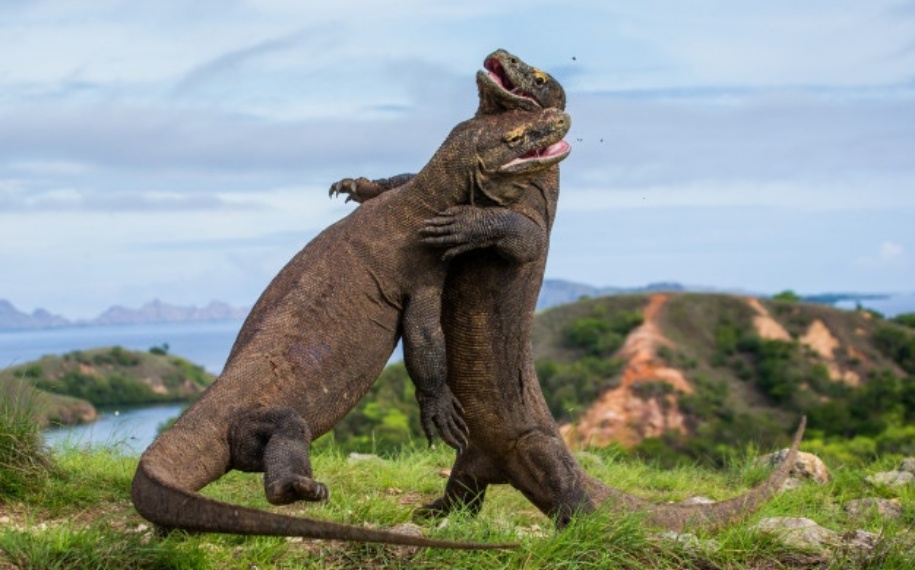 Komodo Tour 2 Days 1 Nights